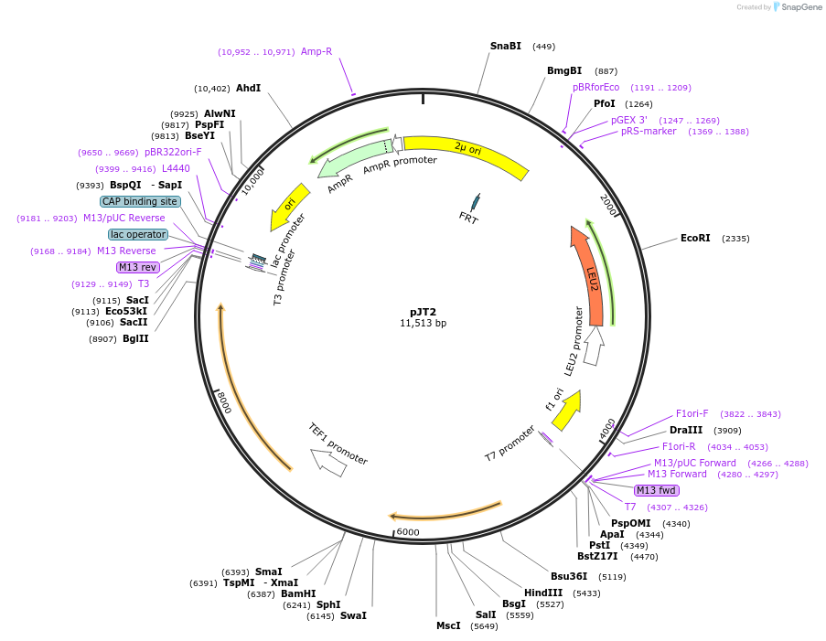 98306-plasmid-map-sequence-id-181809