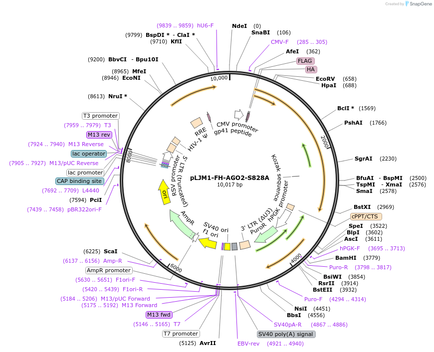 91982-plasmid-map-sequence-id-181817