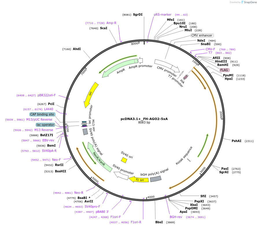 92007-plasmid-map-sequence-id-181818