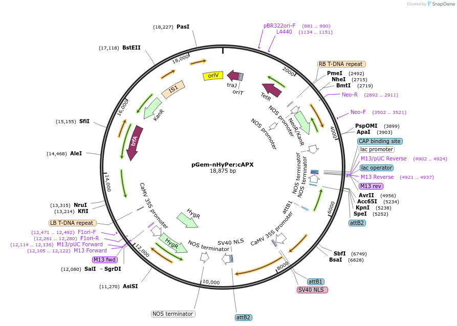 84736-plasmid-map-sequence-id-181823