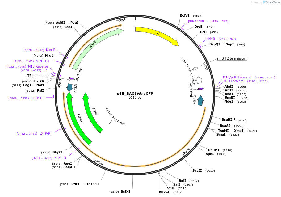 98180-plasmid-map-sequence-id-181849