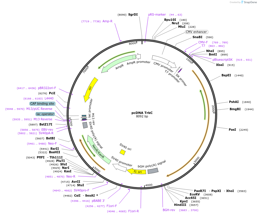 24089-plasmid-map-sequence-id-181858
