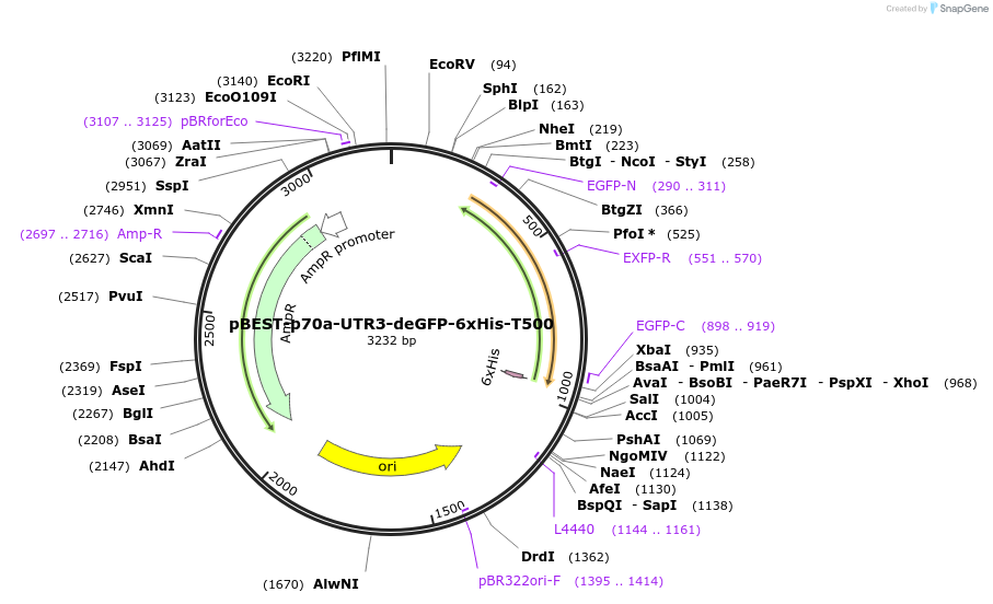 92224-plasmid-map-sequence-id-181861