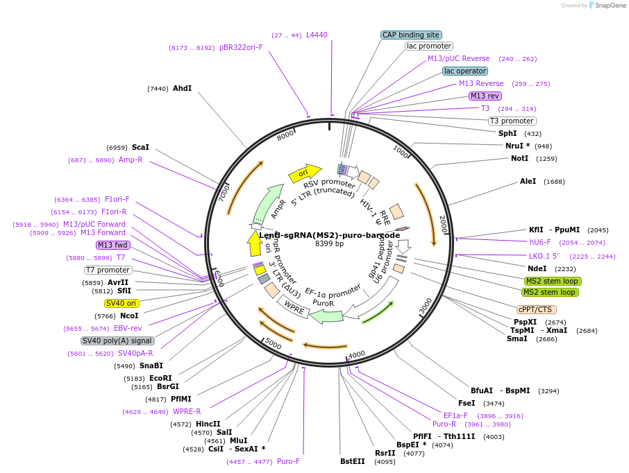 89493-plasmid-map-sequence-id-181866