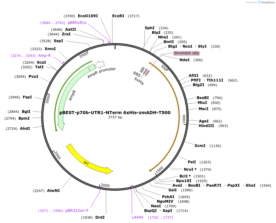 92229-plasmid-map-sequence-id-181872