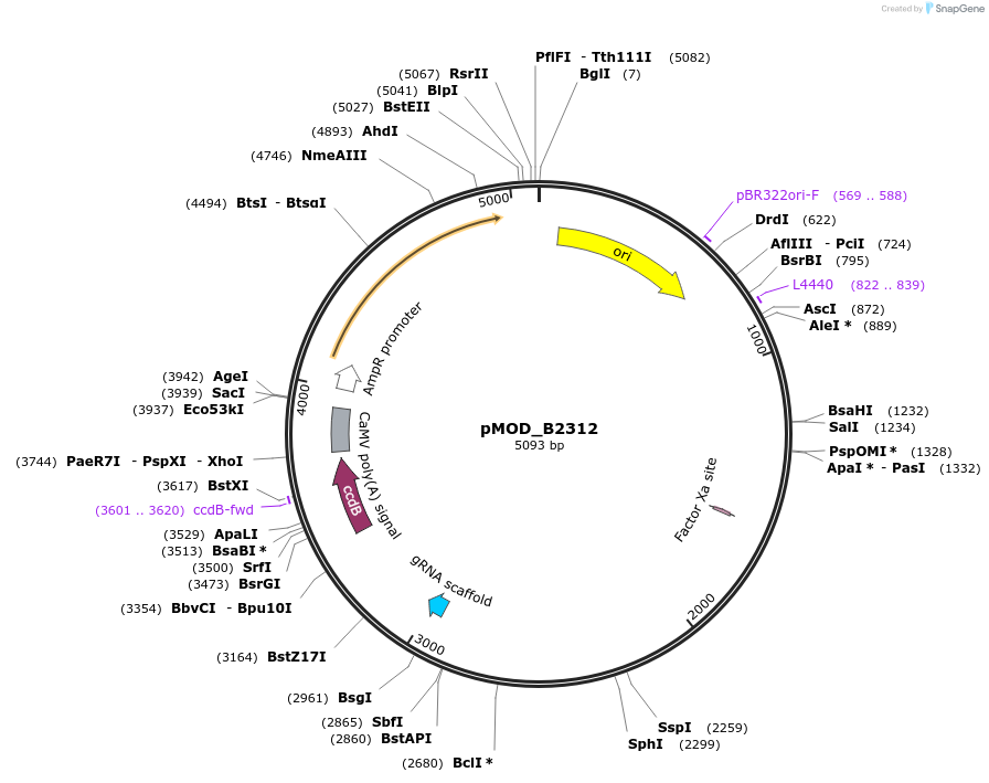 91070-plasmid-map-sequence-id-181878