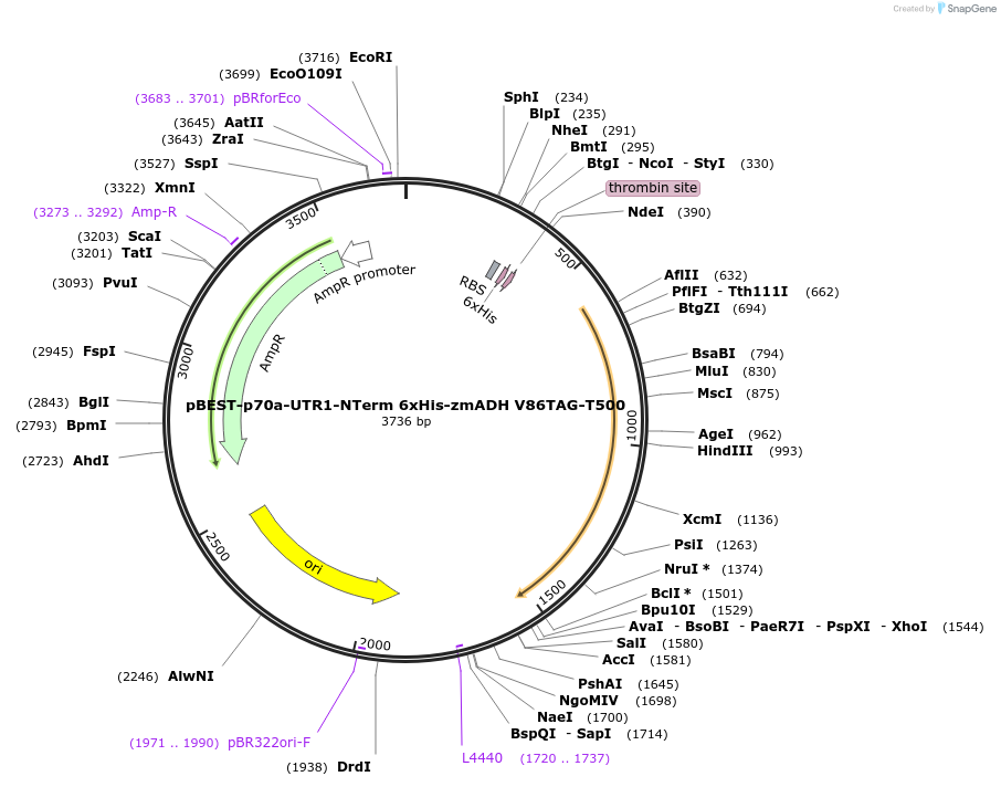 92230-plasmid-map-sequence-id-181882