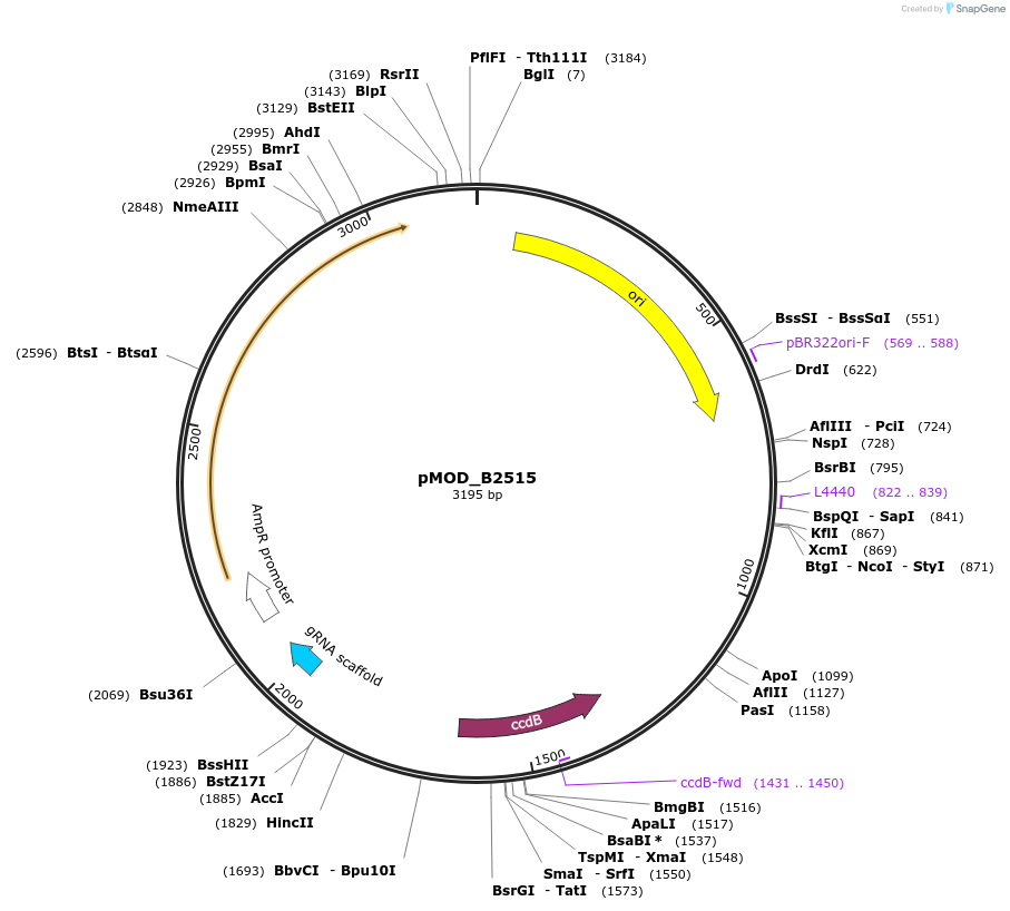 91072-plasmid-map-sequence-id-181899