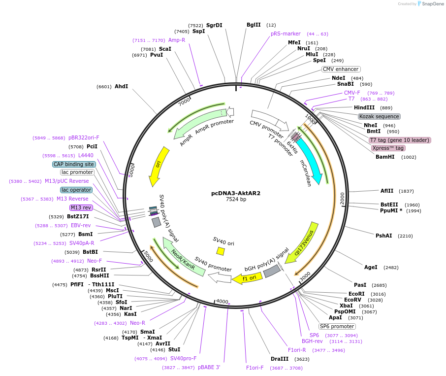 64932-plasmid-map-sequence-id-181927