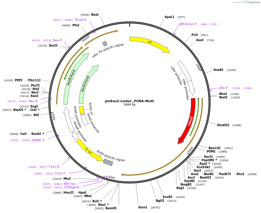 98272-plasmid-map-sequence-id-181928
