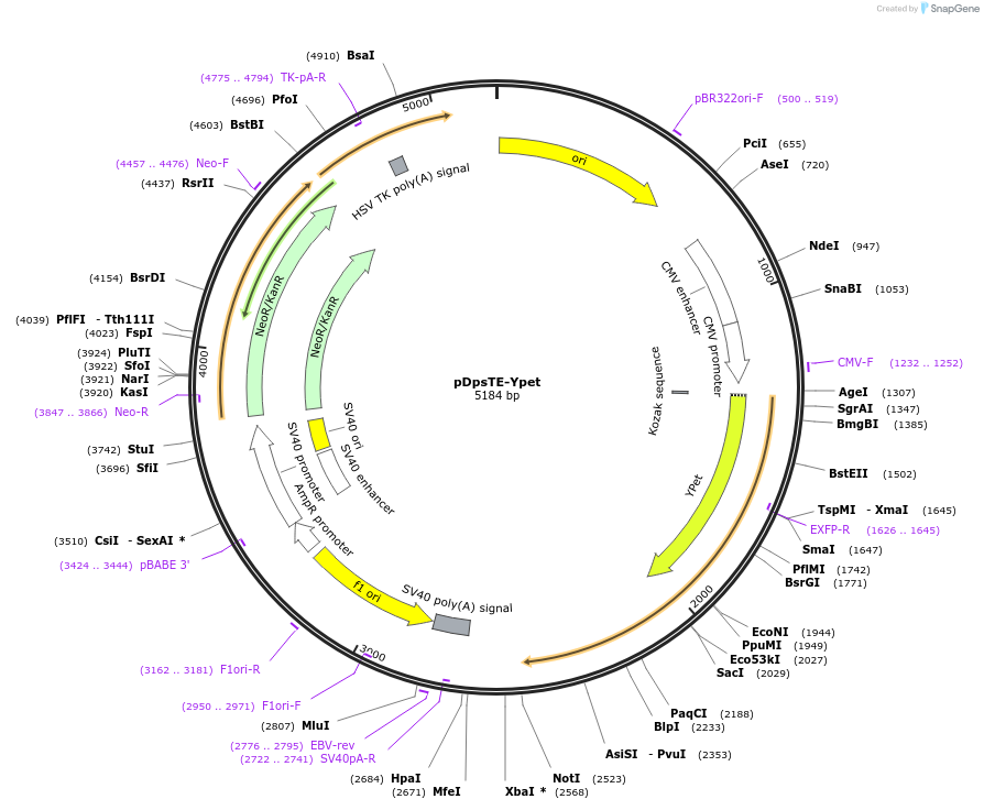 98277-plasmid-map-sequence-id-181935