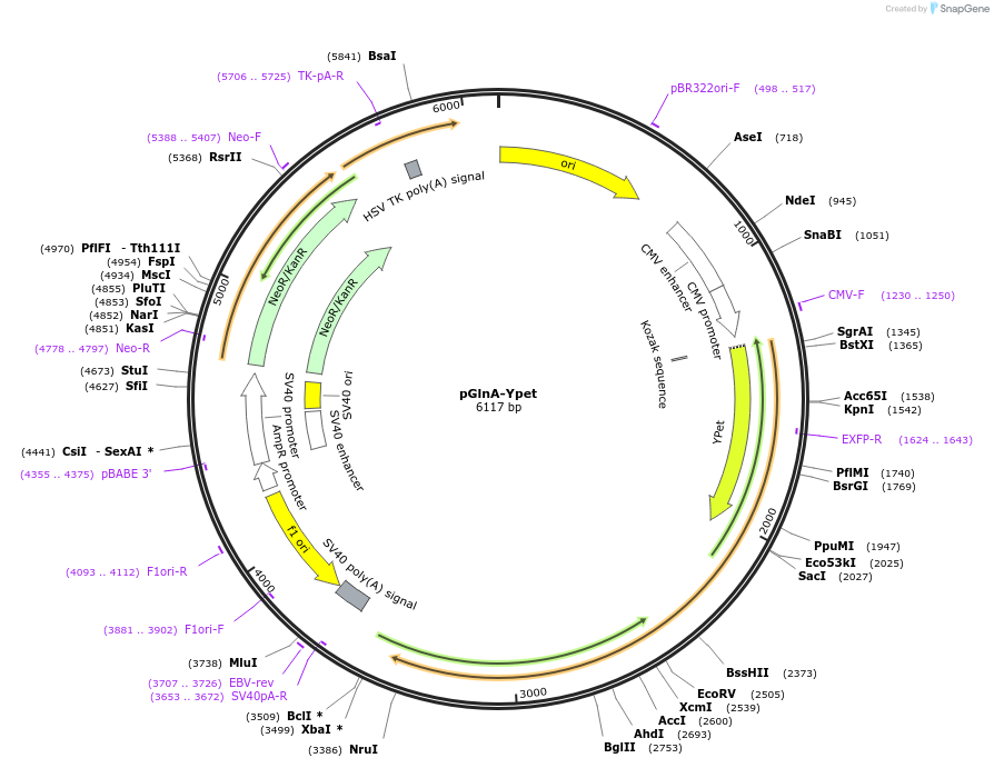 98278-plasmid-map-sequence-id-181963