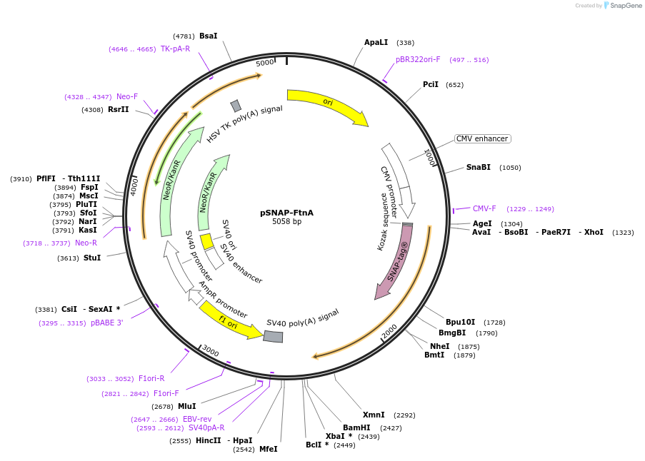 98282-plasmid-map-sequence-id-181973