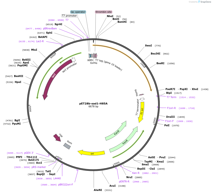 90304-plasmid-map-sequence-id-182036