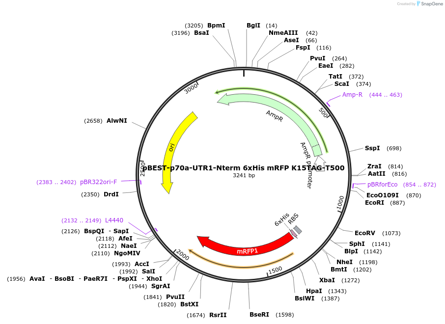 92318-plasmid-map-sequence-id-182037
