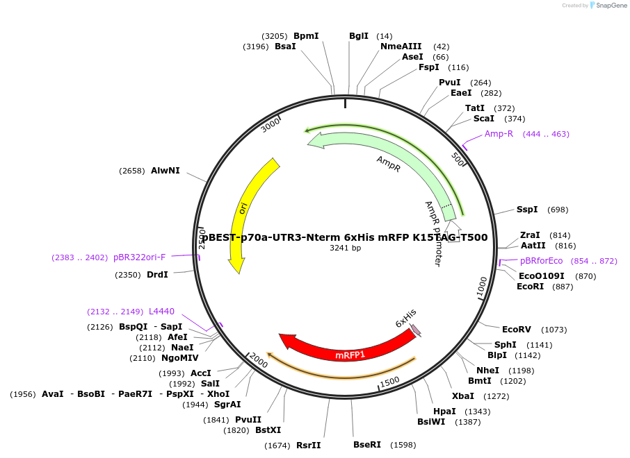 92319-plasmid-map-sequence-id-182040