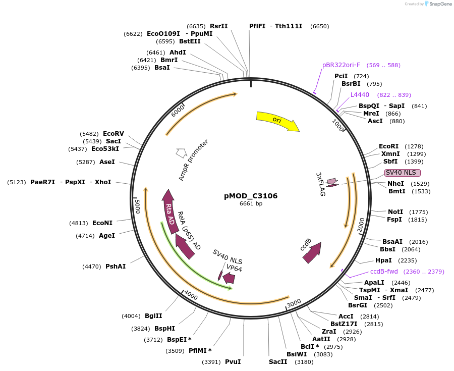 91101-plasmid-map-sequence-id-182063