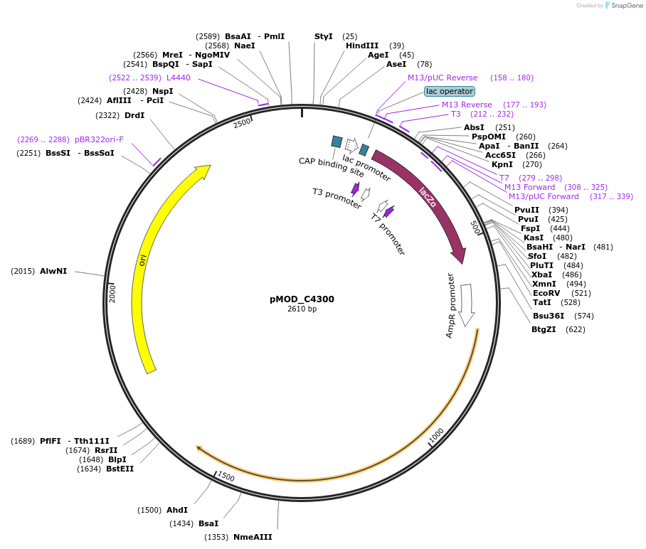 91103-plasmid-map-sequence-id-182071