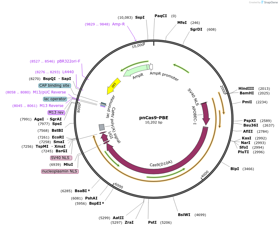 98164-plasmid-map-sequence-id-182088