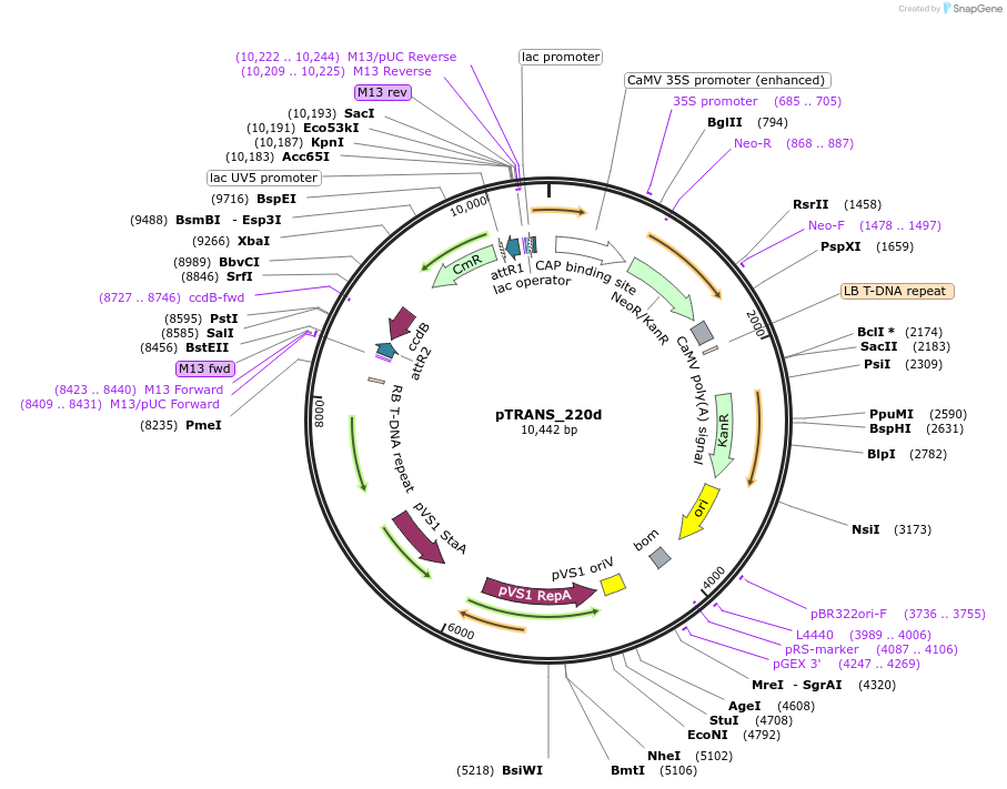 91114-plasmid-map-sequence-id-182091