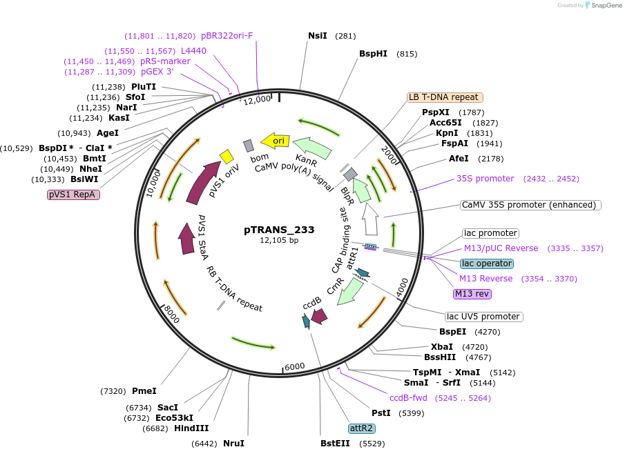 91122-plasmid-map-sequence-id-182122