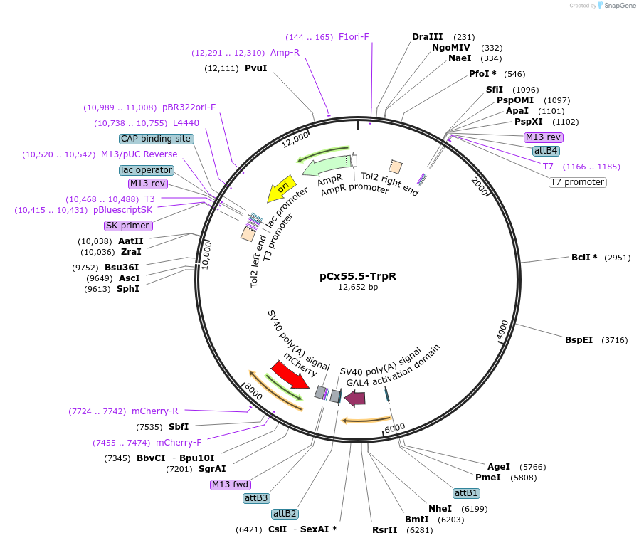 86373-plasmid-map-sequence-id-182135