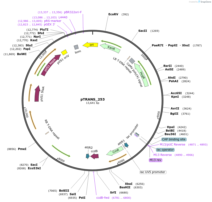 91125-plasmid-map-sequence-id-182136