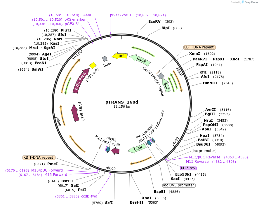91126-plasmid-map-sequence-id-182138