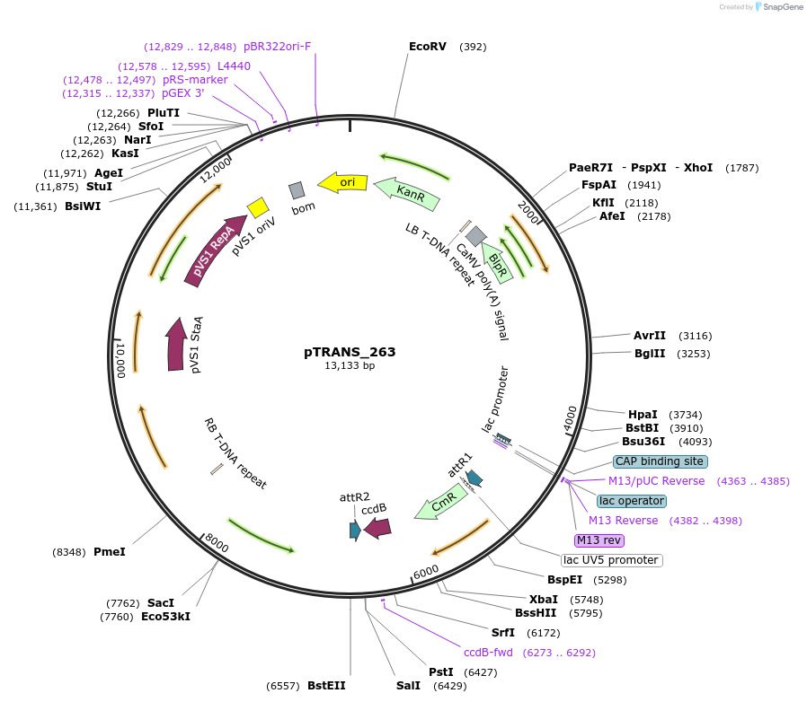 91127-plasmid-map-sequence-id-182139