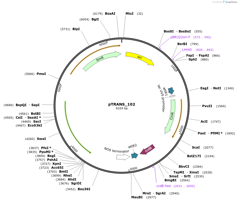 91200-plasmid-map-sequence-id-182143