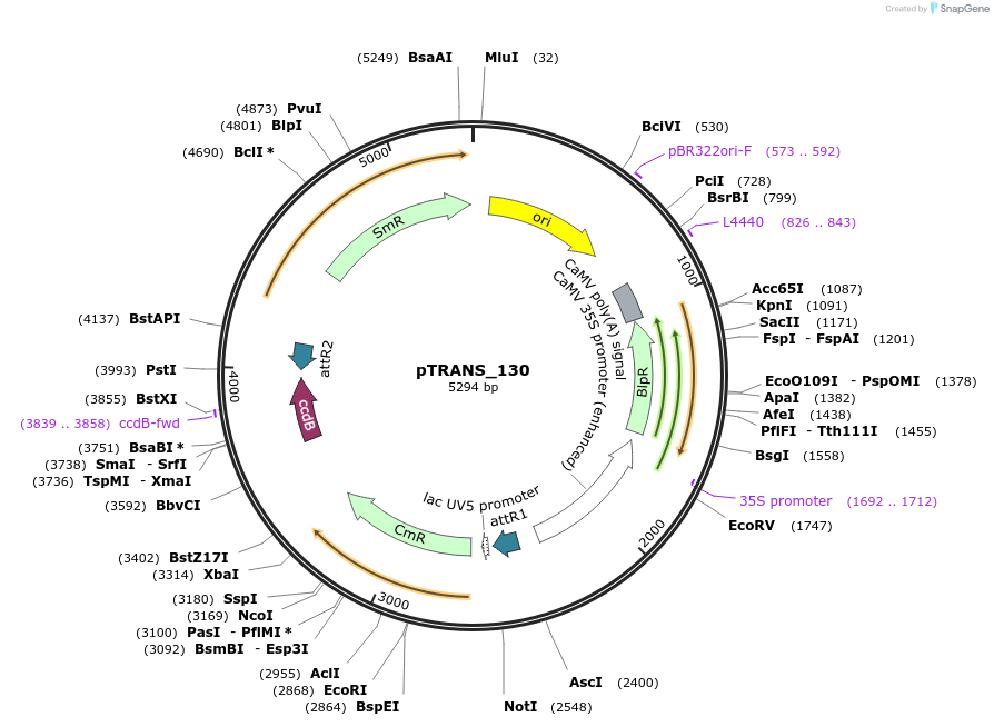 91204-plasmid-map-sequence-id-182147