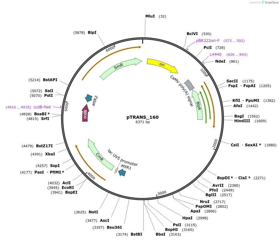 91206-plasmid-map-sequence-id-182150