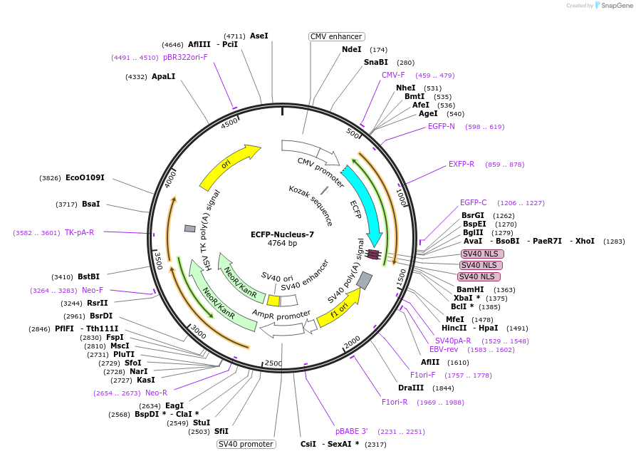 55346-plasmid-map-sequence-id-182186