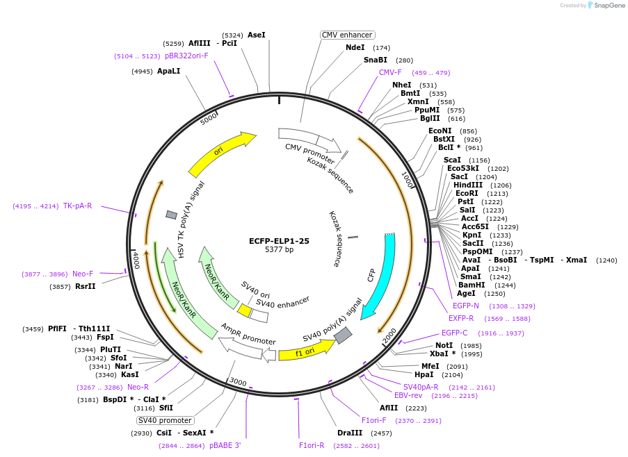 55341-plasmid-map-sequence-id-182207