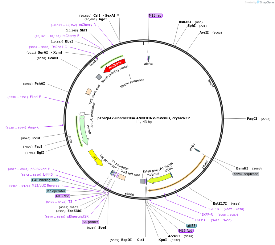 92388-plasmid-map-sequence-id-182221