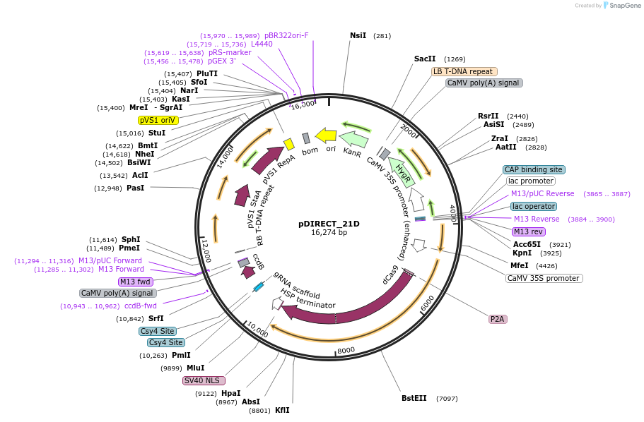 91131-plasmid-map-sequence-id-182255