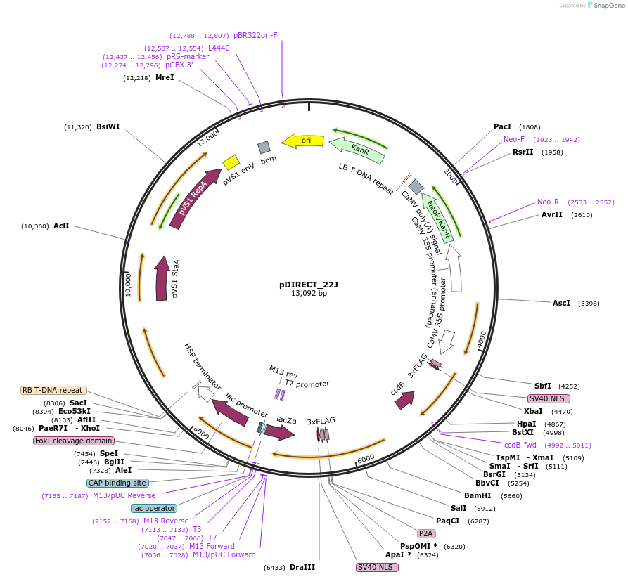 91137-plasmid-map-sequence-id-182263