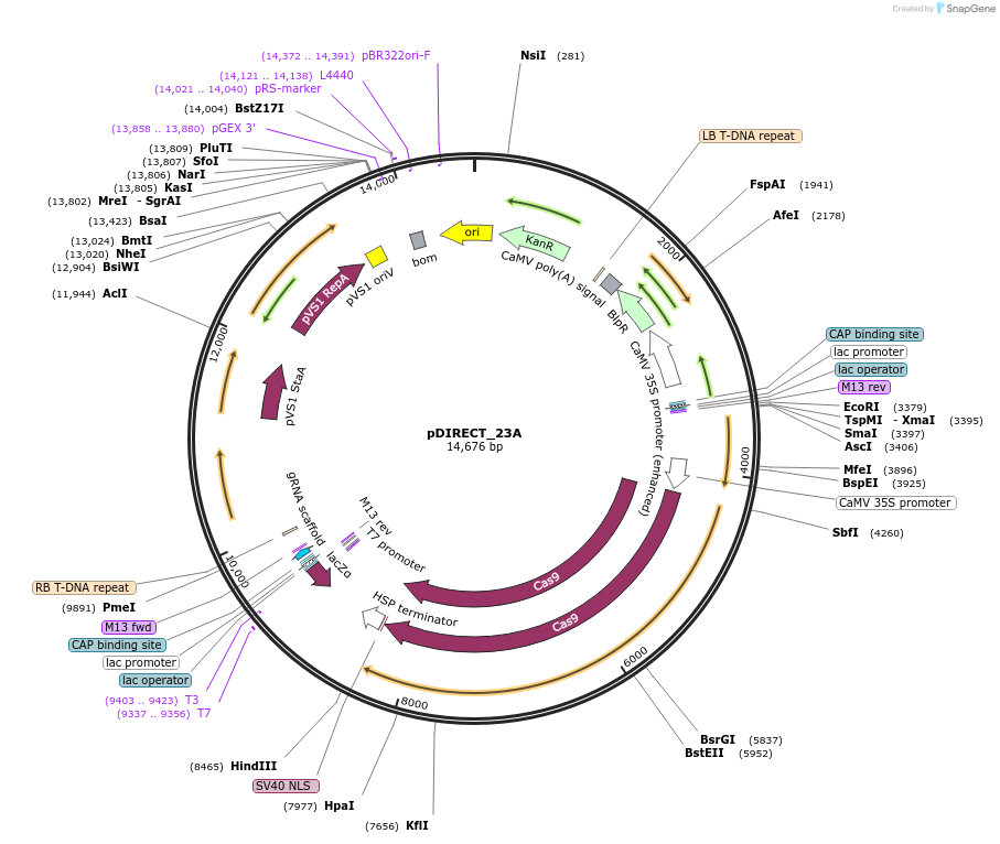 91138-plasmid-map-sequence-id-182265