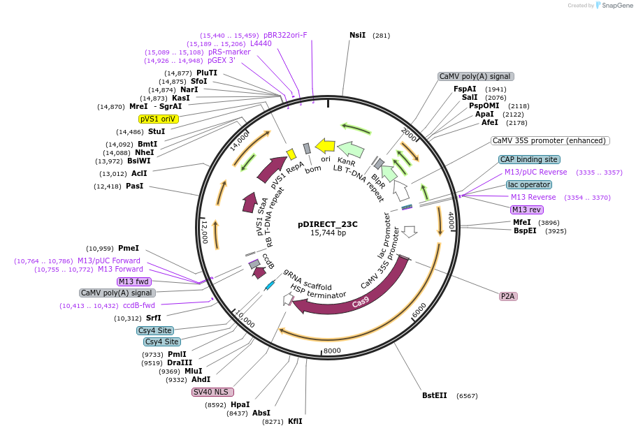 91140-plasmid-map-sequence-id-182268