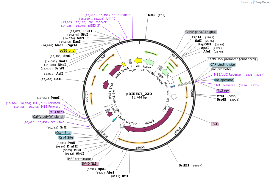 91141-plasmid-map-sequence-id-182269