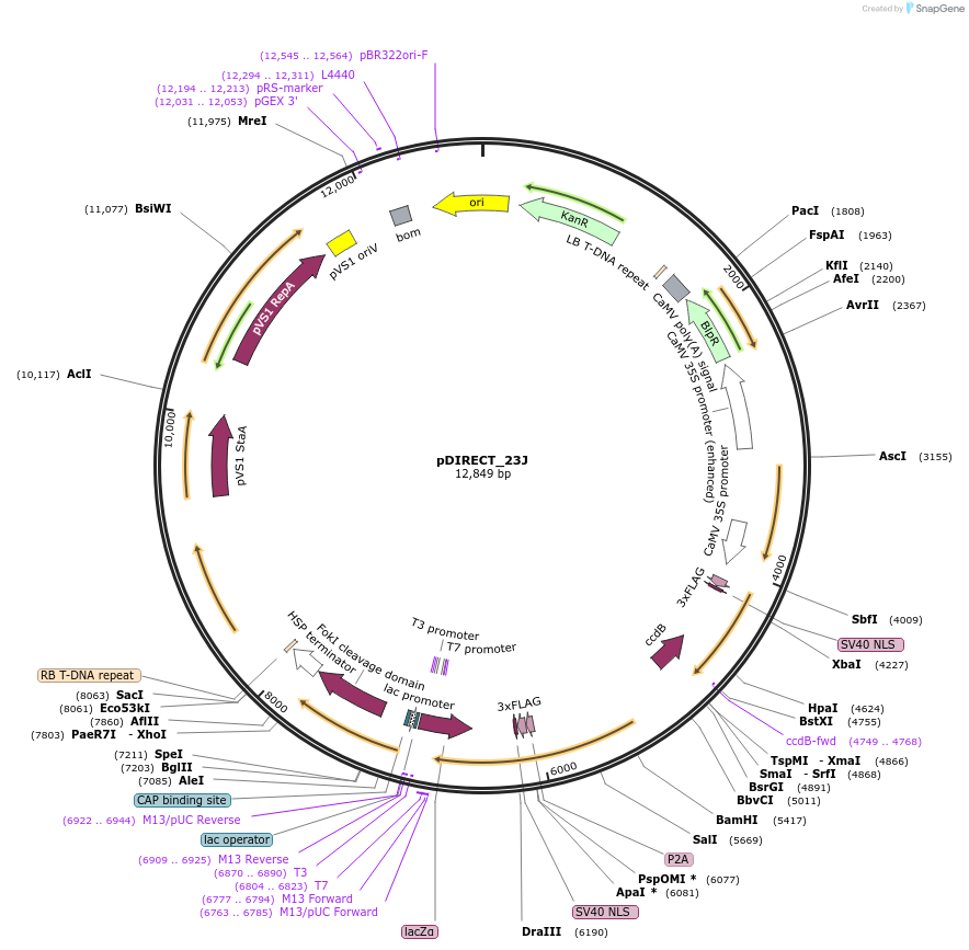 91142-plasmid-map-sequence-id-182270