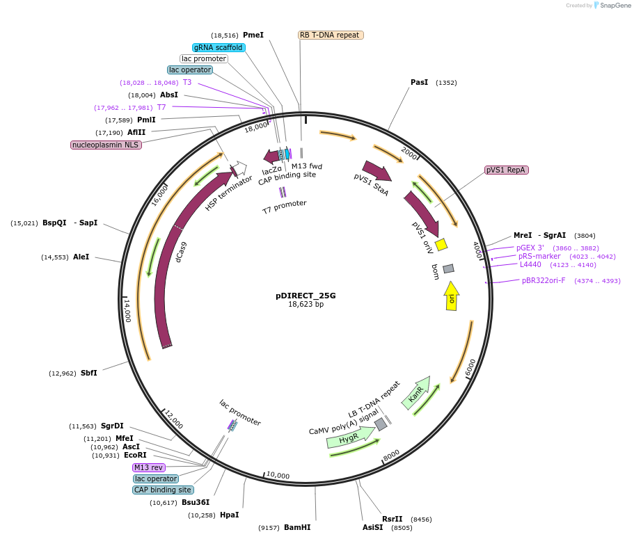 91144-plasmid-map-sequence-id-182272