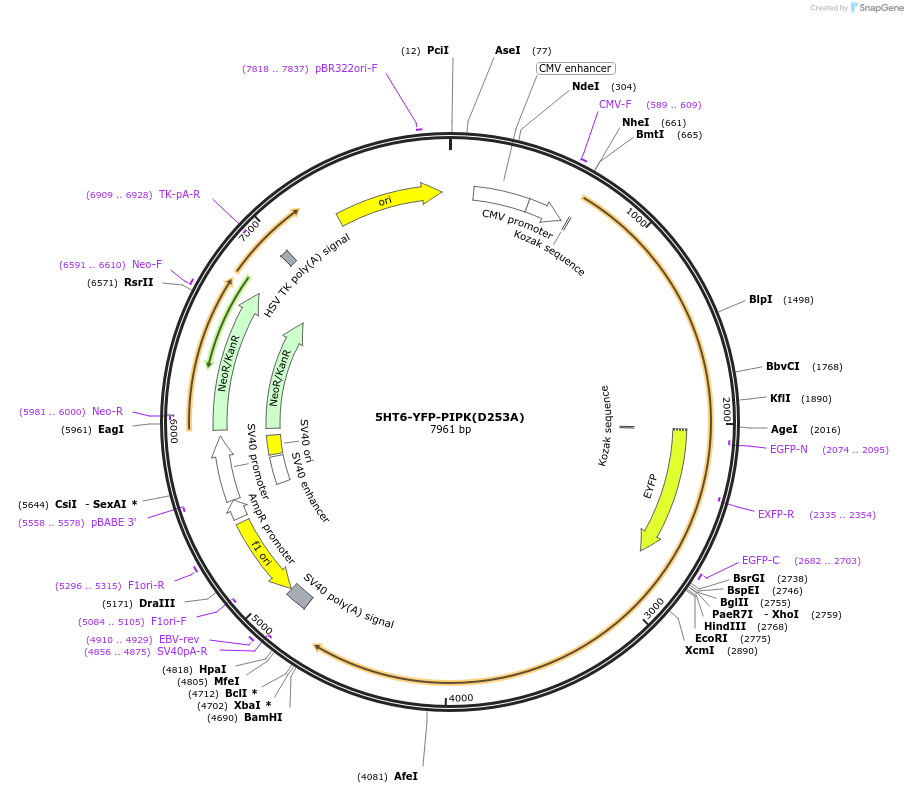 96811-plasmid-map-sequence-id-182282