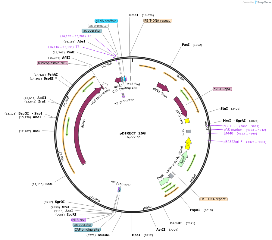 91149-plasmid-map-sequence-id-182283