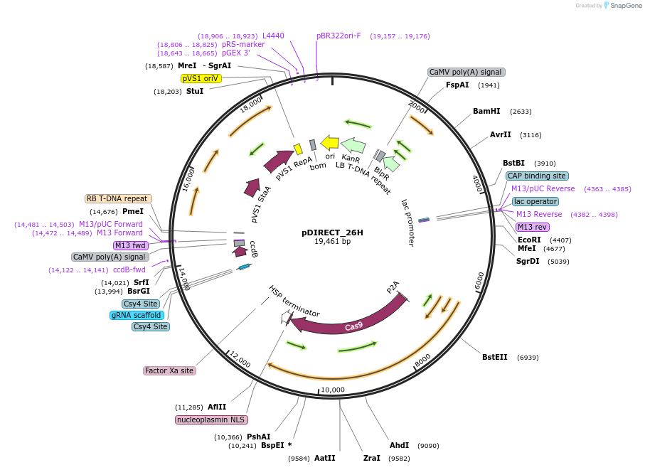 91150-plasmid-map-sequence-id-182284