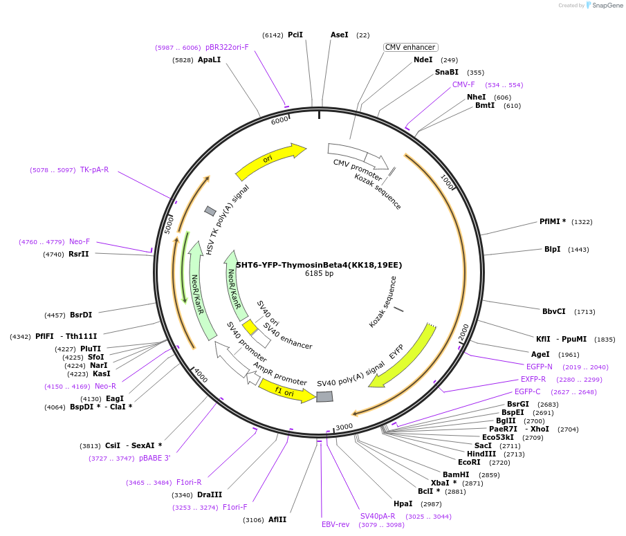 96807-plasmid-map-sequence-id-182285