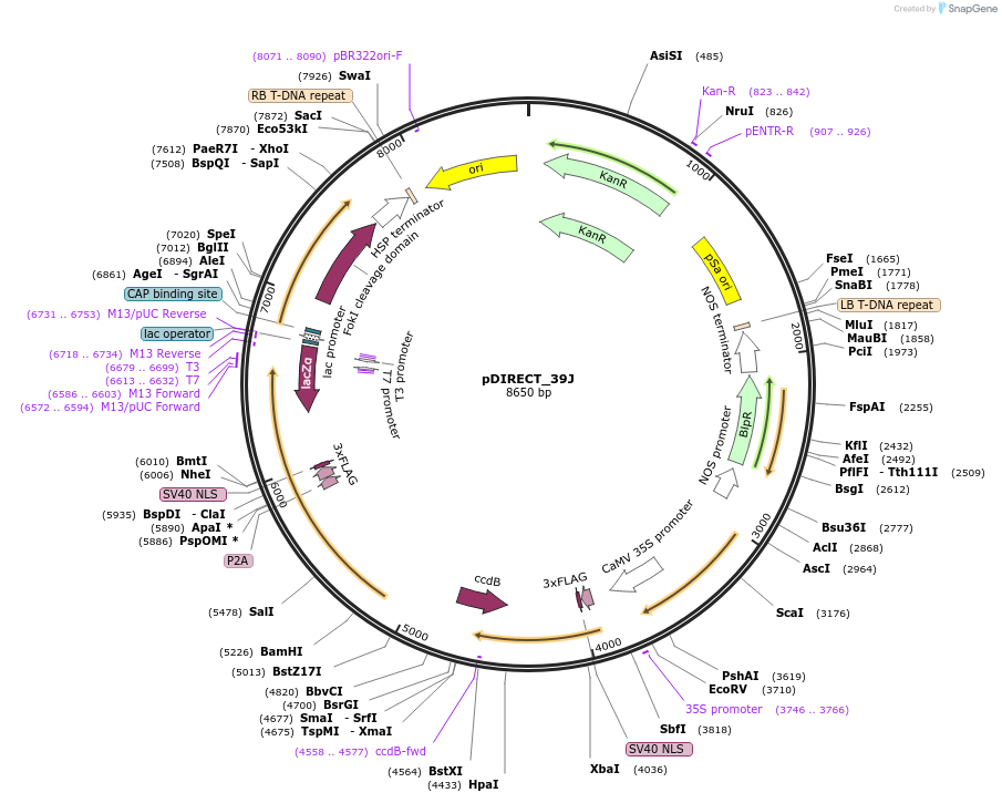 91155-plasmid-map-sequence-id-182288