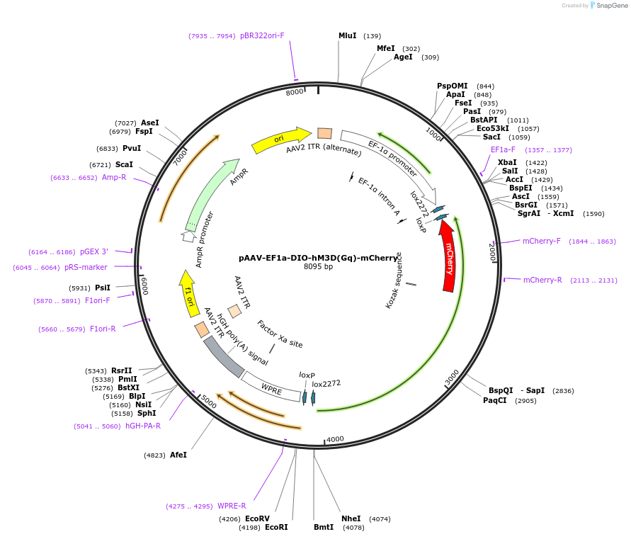 50460-plasmid-map-sequence-id-182307