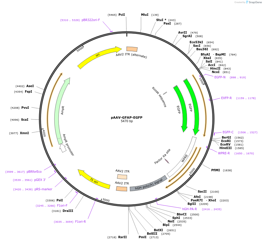 50473-plasmid-map-sequence-id-182310