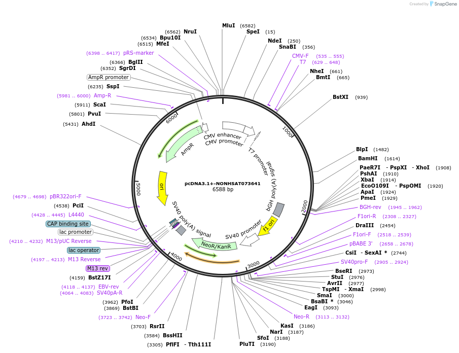 92432-plasmid-map-sequence-id-182374